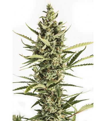 Amnesia XXL Autoflowering (Dinafem Seeds) *ΠΡΟΣΦΟΡΑ*
