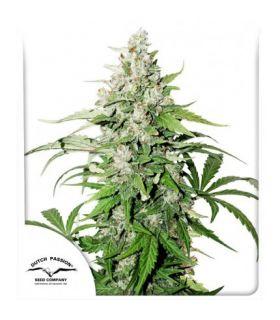 Auto Cinderella Jack (Dutch Passion)