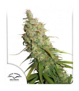 Auto Desfrán (Dutch Passion)