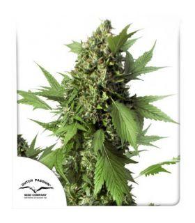 Auto Duck (Dutch Passion)