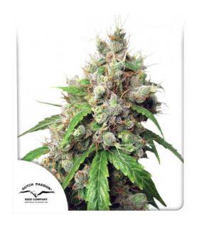 Auto Euforia (Dutch Passion)