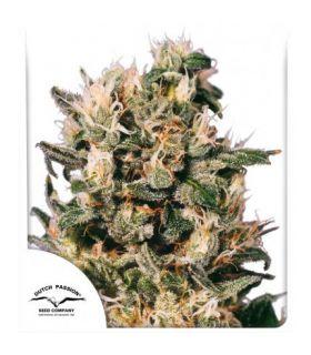 Euforia (Dutch Passion)