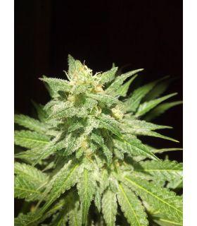 Afghan Kush Τριμηνίτικο (σποράδικο)