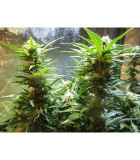 Jack Herer Τριμηνίτικο (σποράδικο)