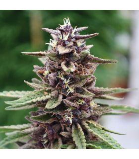 Purple Kush (σποράδικο)