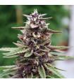 Purple Kush (σποράδικο)
