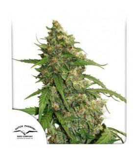 CBD Auto Compassion Lime (Dutch Passion)