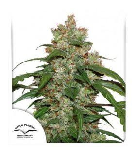 CBD Auto White Widow (Dutch Passion)