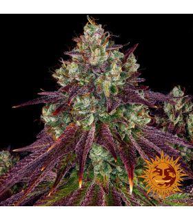 Mimoza Evo (Barney's Farm)