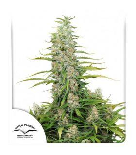 C-Vibez (Dutch Passion)