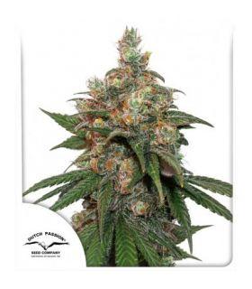 HiFi 4G (Dutch Passion)