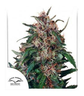 Holland's Hope (Dutch Passion)