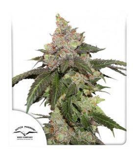 Kerosene Krash (Dutch Passion)