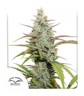 Mokum's Tulip (Dutch Passion)