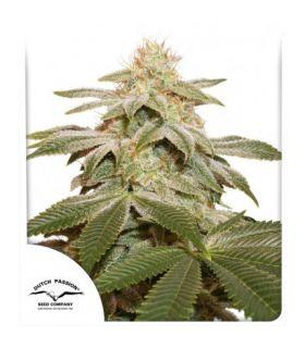 Sugar Bomb Punch (Dutch Passion)