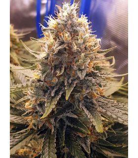 Purple Haze Τριμηνίτικο (σποράδικο)