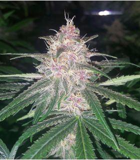 Purple Haze (σποράδικο)