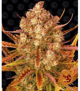 Dos Si Dos Auto (Barney's Farm)