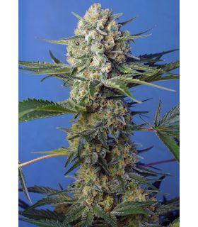 Crystal Candy F1 Fast Version (Sweet Seeds)