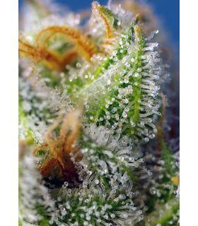 Crystal Candy F1 Fast Version (Sweet Seeds)