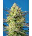 Sweet Cheese XL Auto (Sweet Seeds)