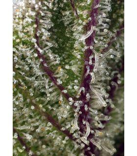 Sweet Cheese XL Auto (Sweet Seeds)