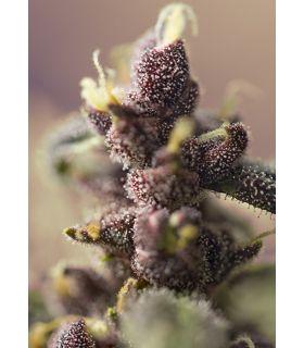 Bloody Skunk Auto (Sweet Seeds)