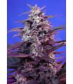 Bloody Skunk Auto (Sweet Seeds)
