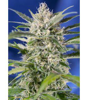 Crystal Candy Auto (Sweet Seeds)