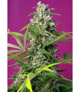 Gorilla Girl XL Auto (Sweet Seeds)