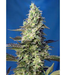Green Poison XL Auto (Sweet Seeds)