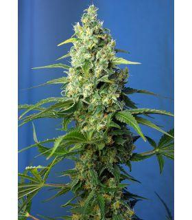 Honey Peach Auto CBD (Sweet Seeds)