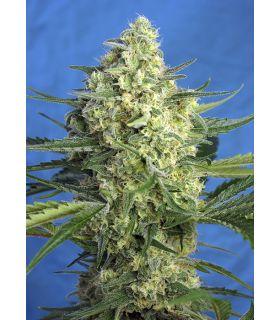 Jack 47 XL Auto (Sweet Seeds)