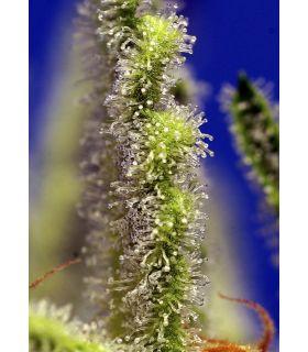 Jack 47 XL Auto (Sweet Seeds)