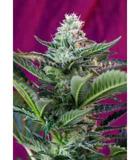 Moham Ram Auto (Sweet Seeds)