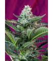 Moham Ram Auto (Sweet Seeds)