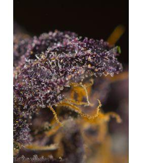 Red Poison Auto (Sweet Seeds)