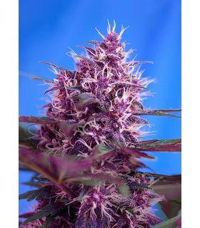 Red Poison Auto (Sweet Seeds)