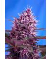 Red Poison Auto (Sweet Seeds)