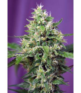 Sweet Amnesia Haze XL Auto (Sweet Seeds)