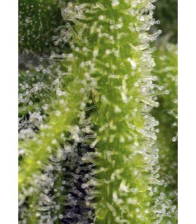 Sweet Gelato Auto (Sweet Seeds)