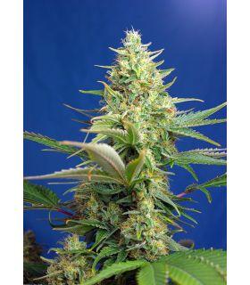 Sweet Pure Auto CBD (Sweet Seeds)