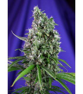 Sweet Trainwreck Auto (Sweet Seeds)