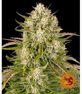 Wedding Cake Auto (Barney's Farm)