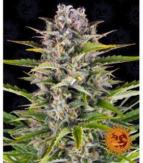 Gorilla Zkittlez Auto (Barney's Farm)