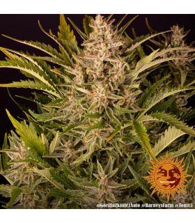 Gorilla Zkittlez Auto (Barney's Farm)