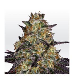 El Dorado OG - Cannabis Seeds Paradise