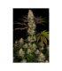 El Dorado OG - Cannabis Seeds Paradise
