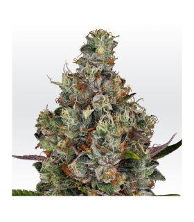 Rainbow Road Paradise Cannabis Seeds