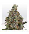 Rainbow Road (Paradise Seeds)